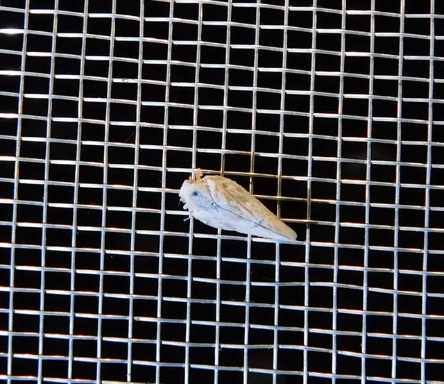 Metcalfa pruinosa - amerikai lepkekabóca