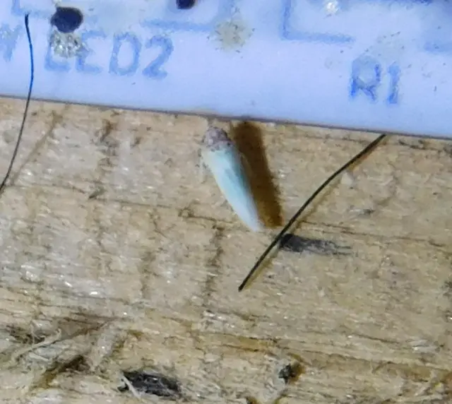 Zygina tithide