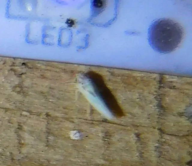 Zygina tithide