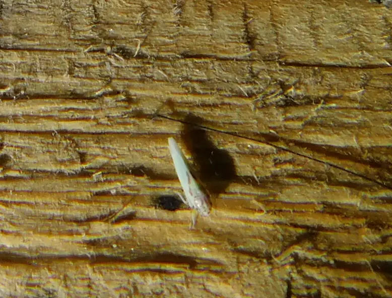 Zygina tithide