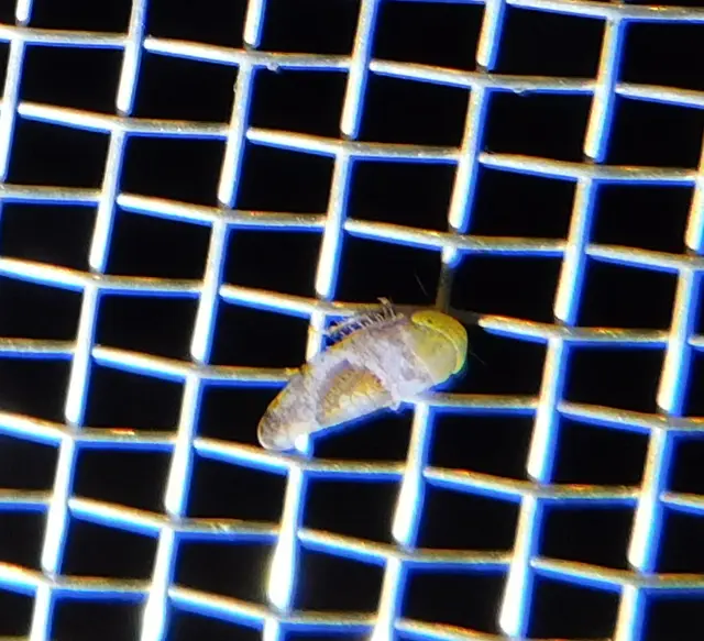 Hishimonus hamatus
