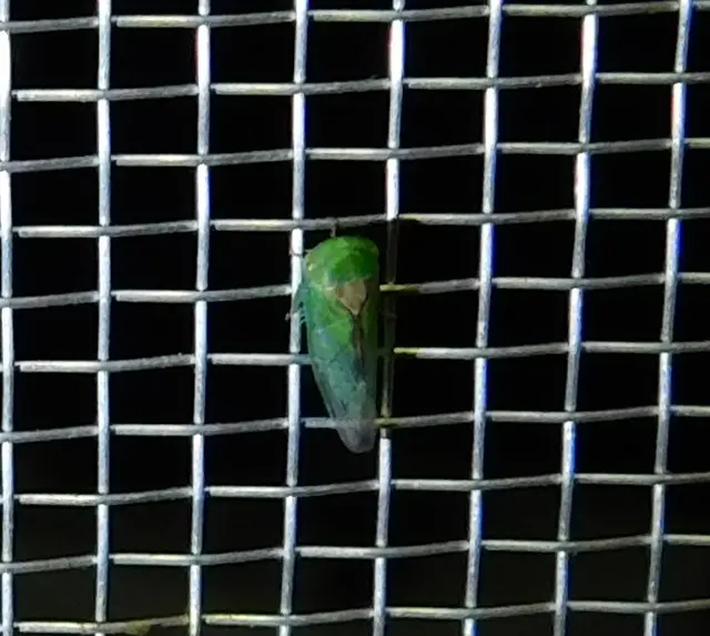 Viridicerus ustulatus