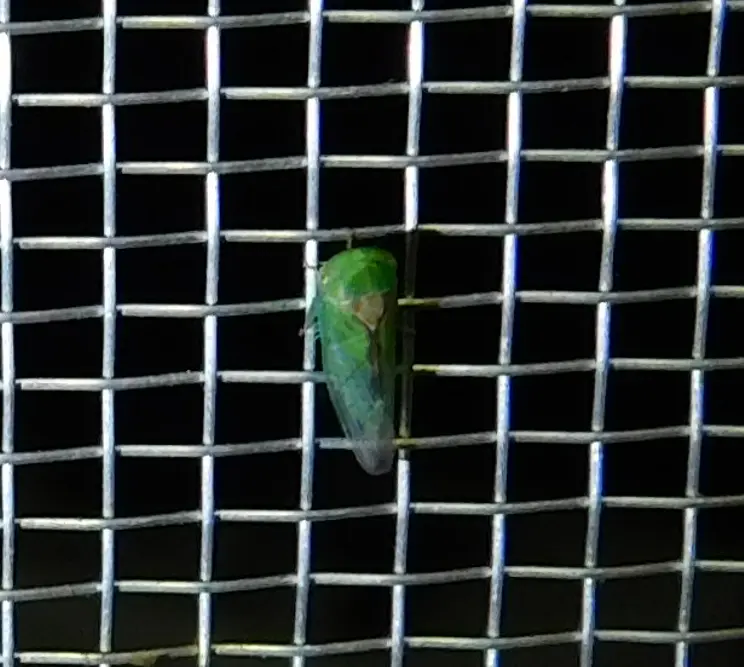 Viridicerus ustulatus