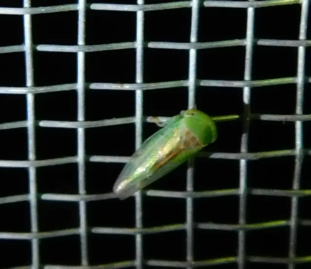 Viridicerus ustulatus