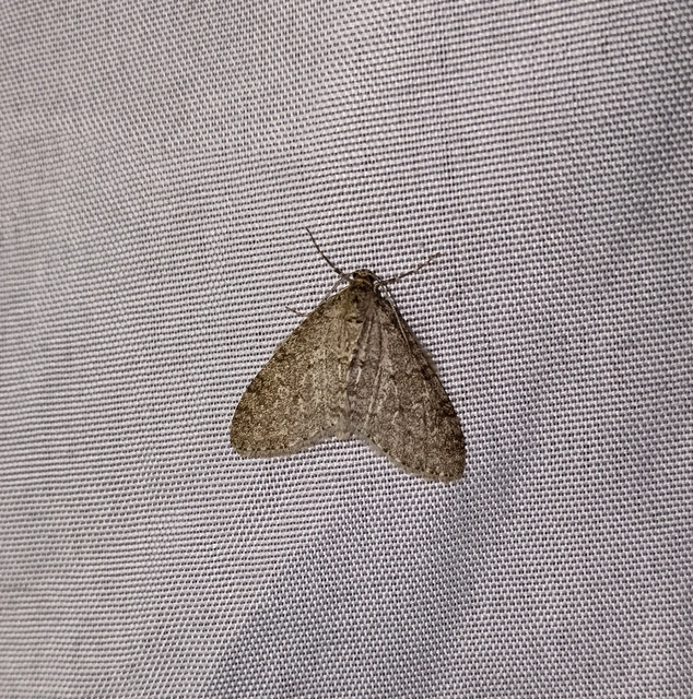 Trichopteryx carpinata - nyárfa-lebenyesaraszoló