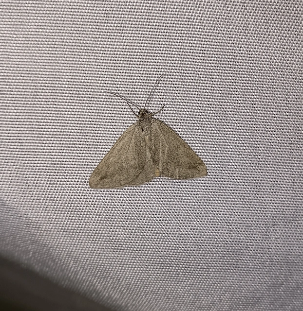 Lithostege griseata - szürke araszoló