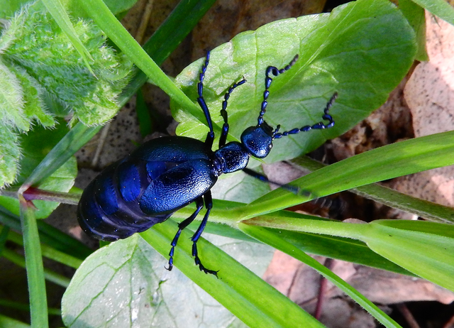Meloe violaceus - kék nünüke