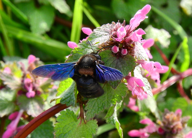 Xylocopa