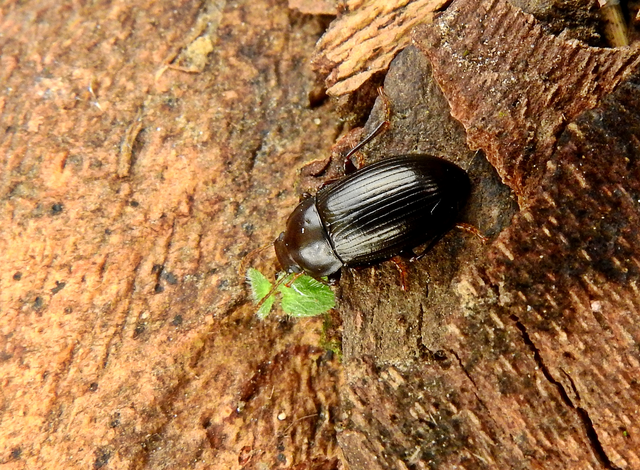 Nalassus dermestoides - rövidszárnyú gyászbogár
