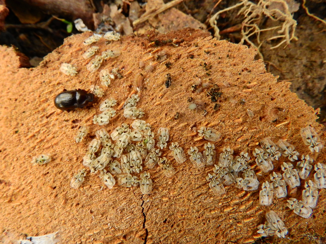 Corythucha ciliata - platán-csipkéspoloska