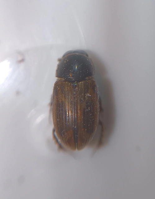 Aphodius prodromus - sárgalábú trágyabogár