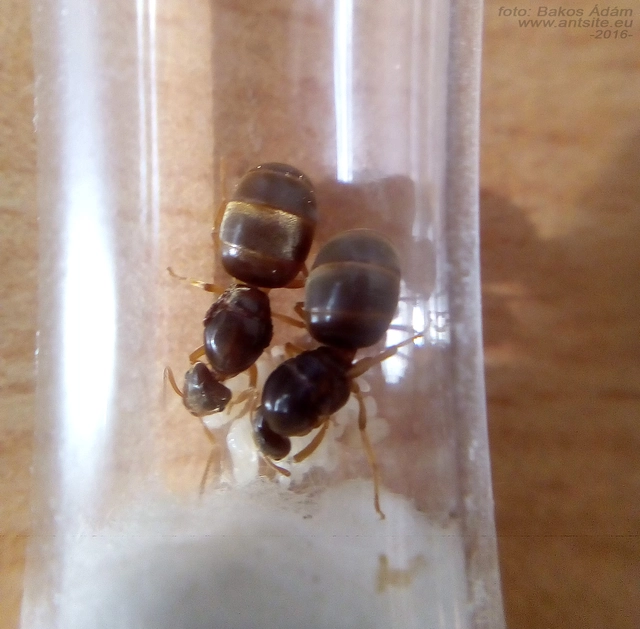Lasius flavus - gyakori borostyánhangya