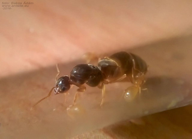 Lasius flavus - gyakori borostyánhangya