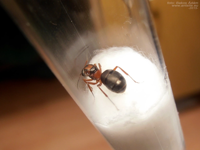 Formica rufibarbis - vörös rabszolgahangya