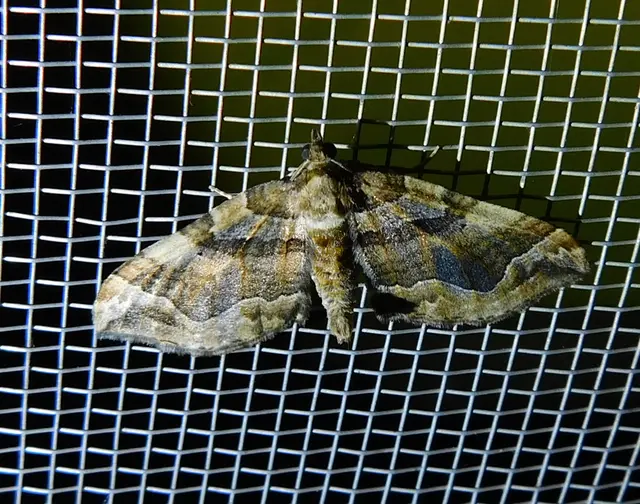 Pelurga comitata - nagy tarkaaraszoló