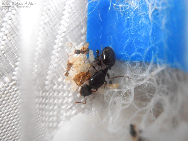 Tetramorium