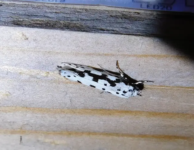 Ethmia