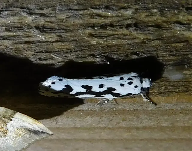 Ethmia