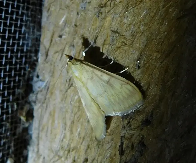 Ostrinia nubilalis - kukoricamoly