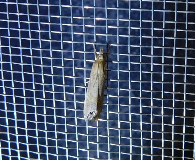 Euchromius