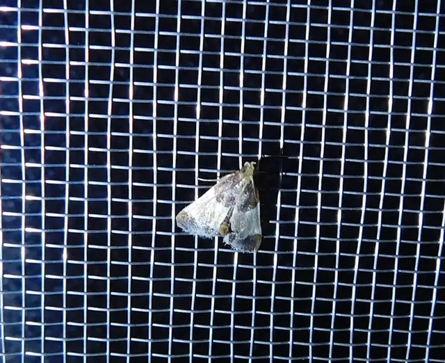 Pyralis farinalis - lisztilonca