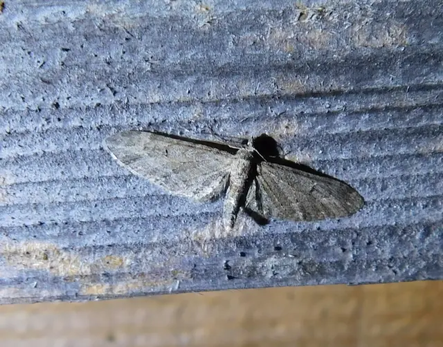 Eupithecia innotata - hegyesszárnyú törpearaszoló