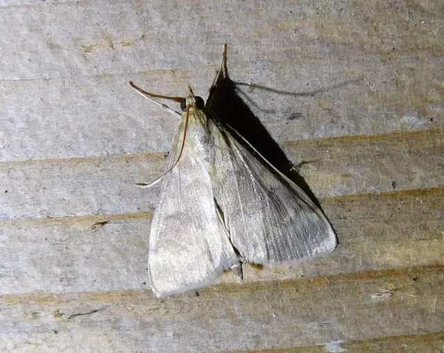 Ostrinia nubilalis - kukoricamoly