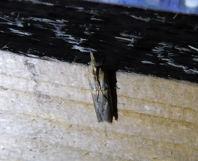 Etiella zinckenella - akácmoly