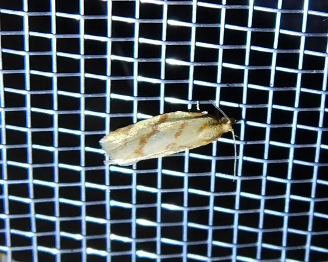 Clepsis pallidana - aranysárga sodrómoly