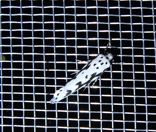 Ethmia
