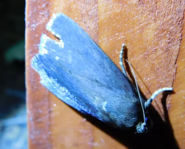 Amphipyra livida - zsírfényű bagoly