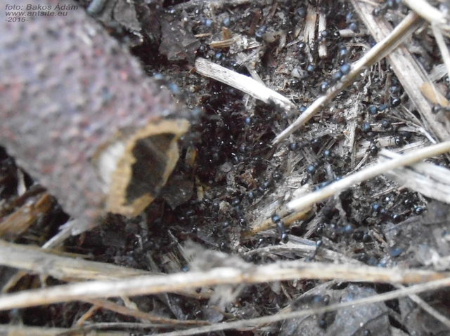 Tetramorium