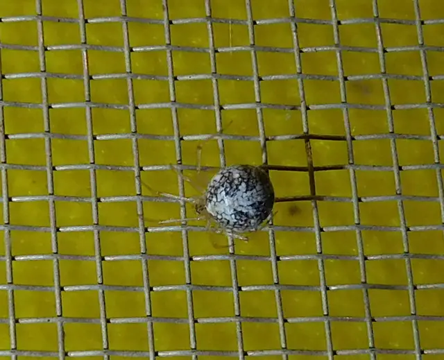 Theridion