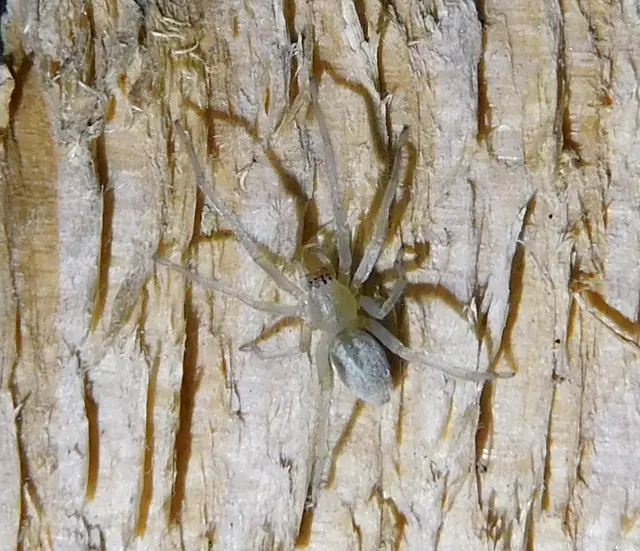 Cheiracanthium