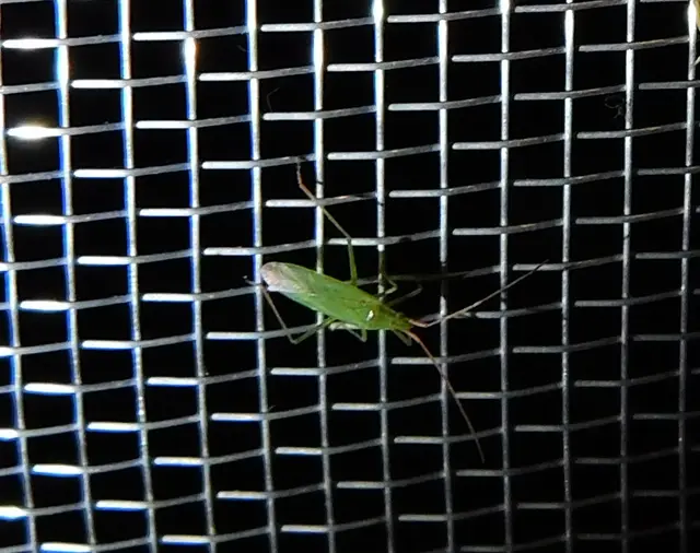 Trigonotylus