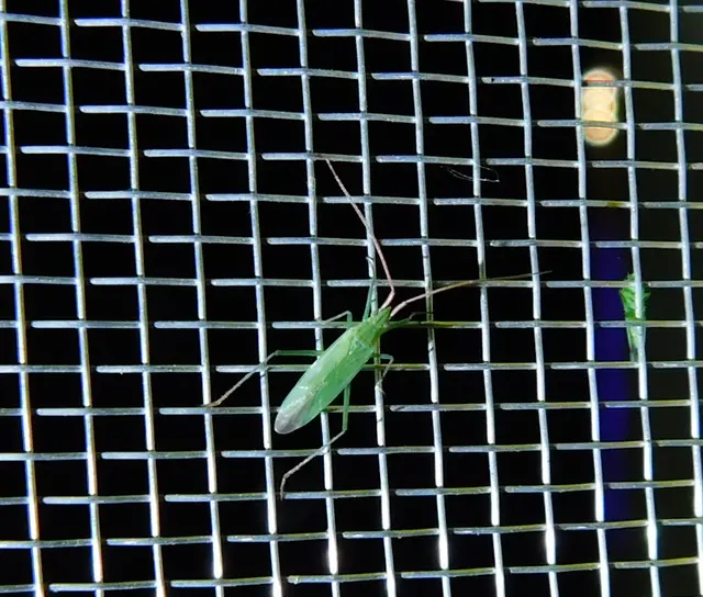 Trigonotylus