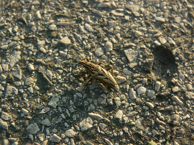 Coniocleonus nigrosuturatus - nyíljegyes barkó