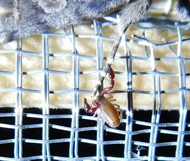 Pseudoscorpionida - Álskorpiók