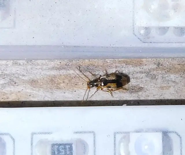 Notoxus monoceros - sárgahasú nyakszarvúbogár