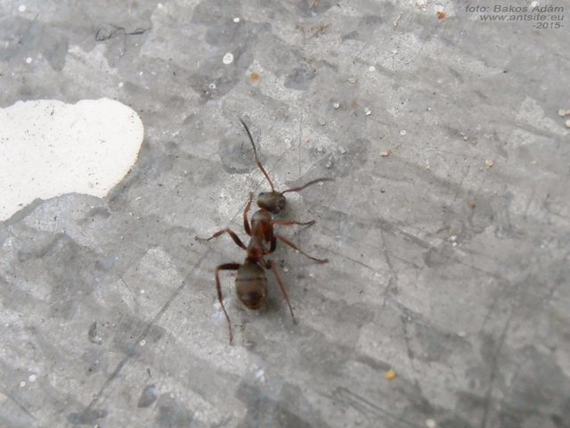 Formica cunicularia - gyakori rabszolgahangya