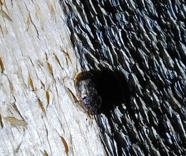 Soronia grisea - pettyegetett fénybogár