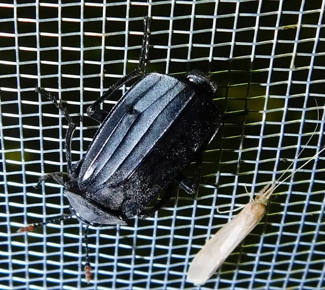 Necrodes littoralis - nagy dögbogár