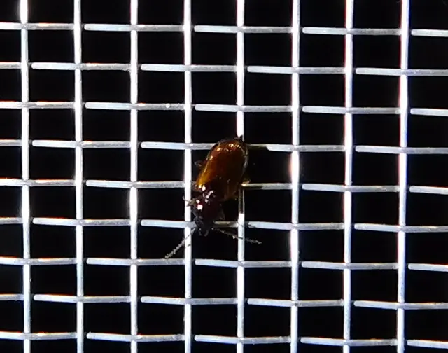 Trechus quadristriatus - közönséges fürgefutonc