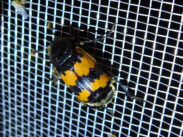 Nicrophorus vespillo - közönséges temetőbogár