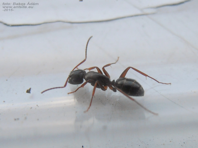 Camponotus fallax - ligeti lóhangya