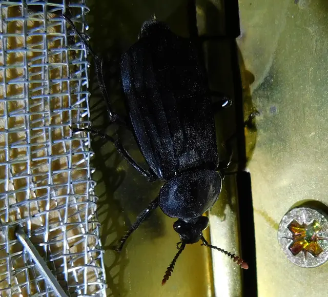 Necrodes littoralis - nagy dögbogár