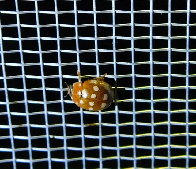Calvia quatuordecimguttata - tizennégycseppes füsskata