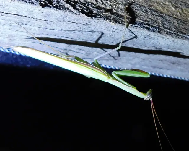 Mantis religiosa - imádkozósáska
