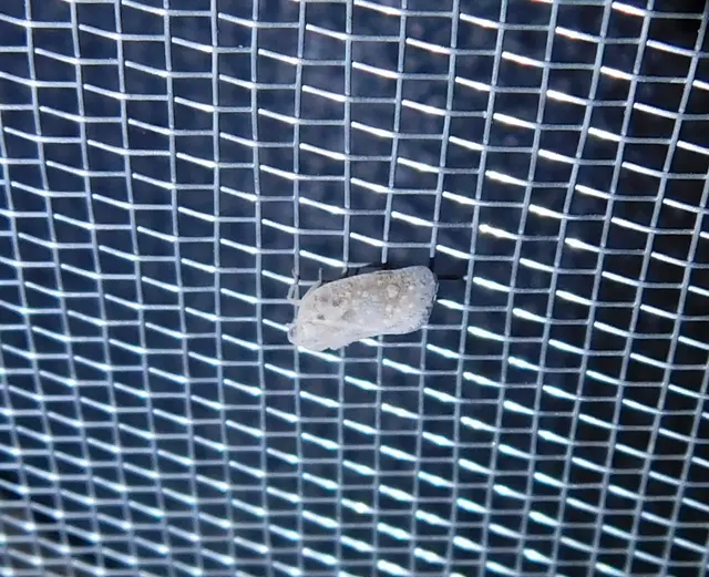 Metcalfa pruinosa - amerikai lepkekabóca