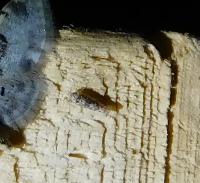 Tautoneura polymitusa